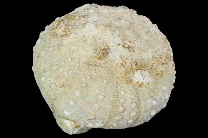 Fossil Sea Urchin (Heterodiadema) - Morocco #104487